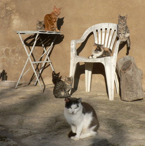 chats_ternand