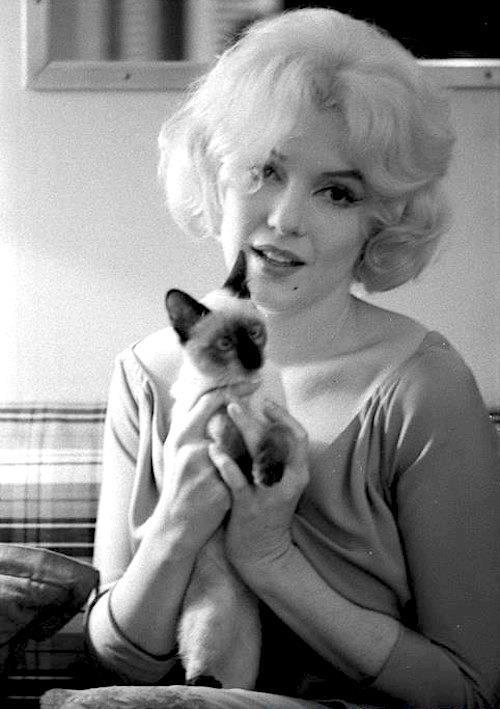 Marilyn au chat