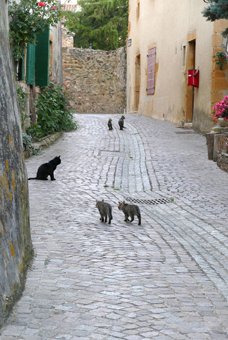 Chats de Ternand